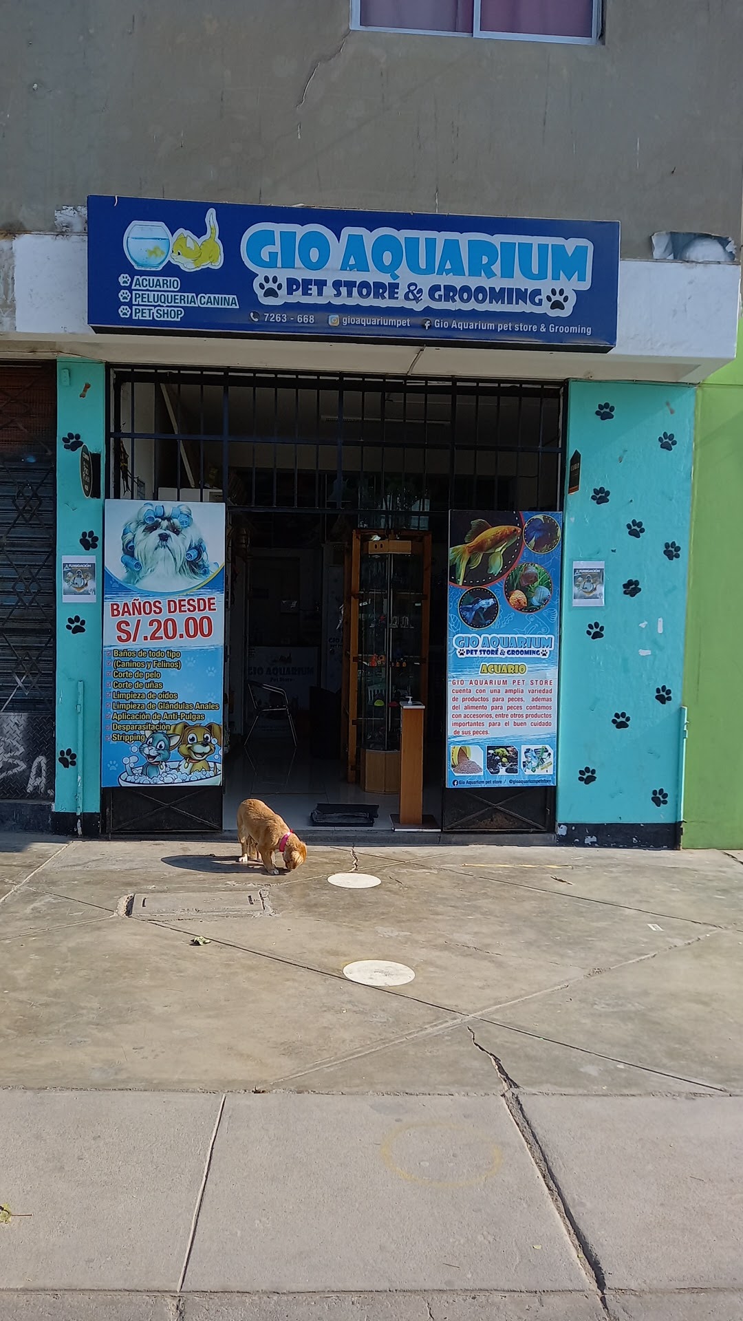 Gio Vet Grooming Professional