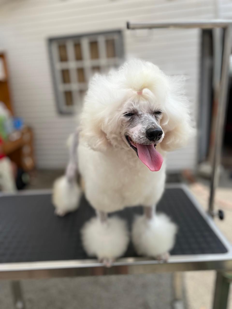 VET SPA CANINO LA RAZÓN DE ESTAR CONTIGO