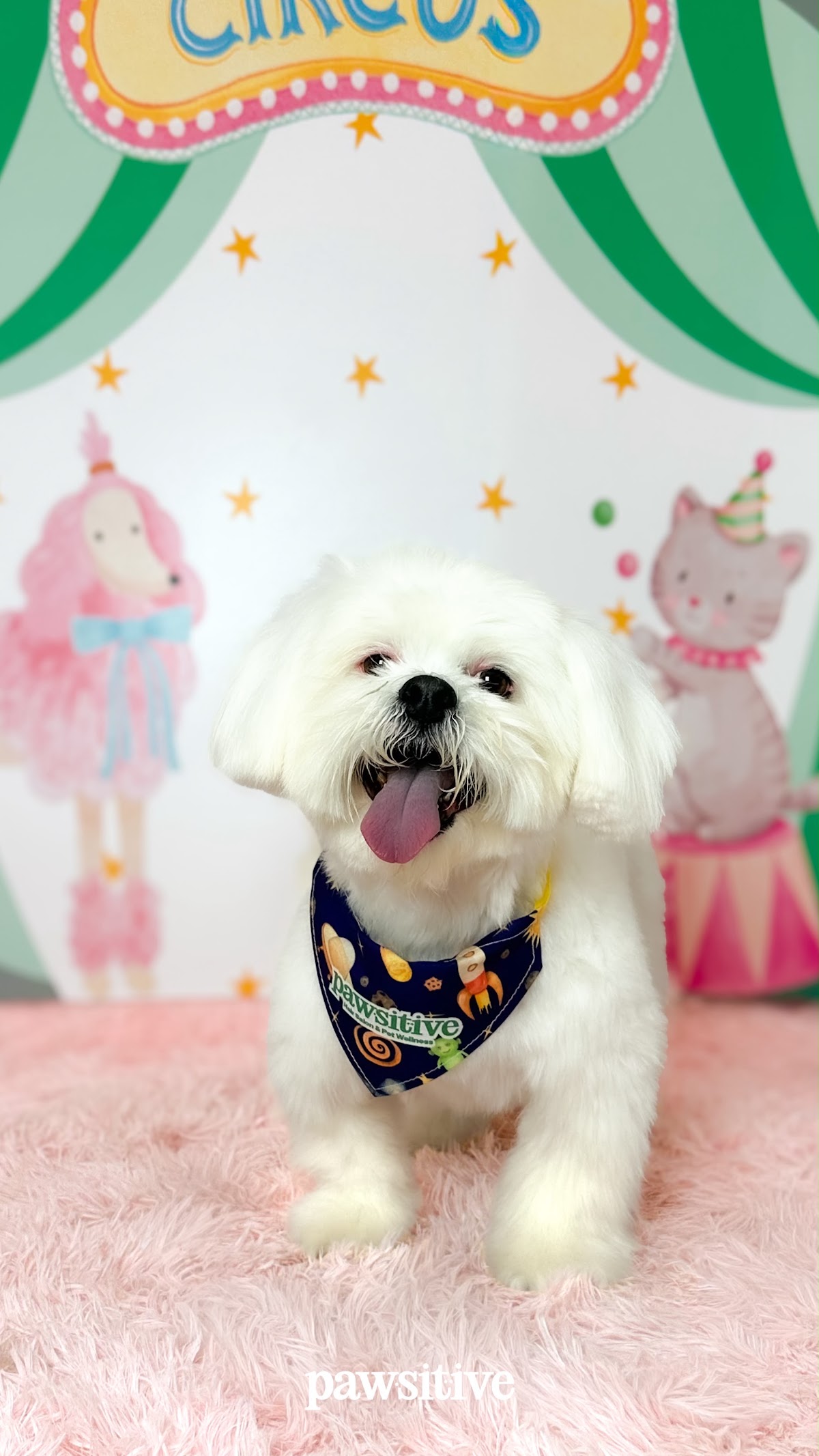 Pawsitive Hair Studio and Pet Wellness