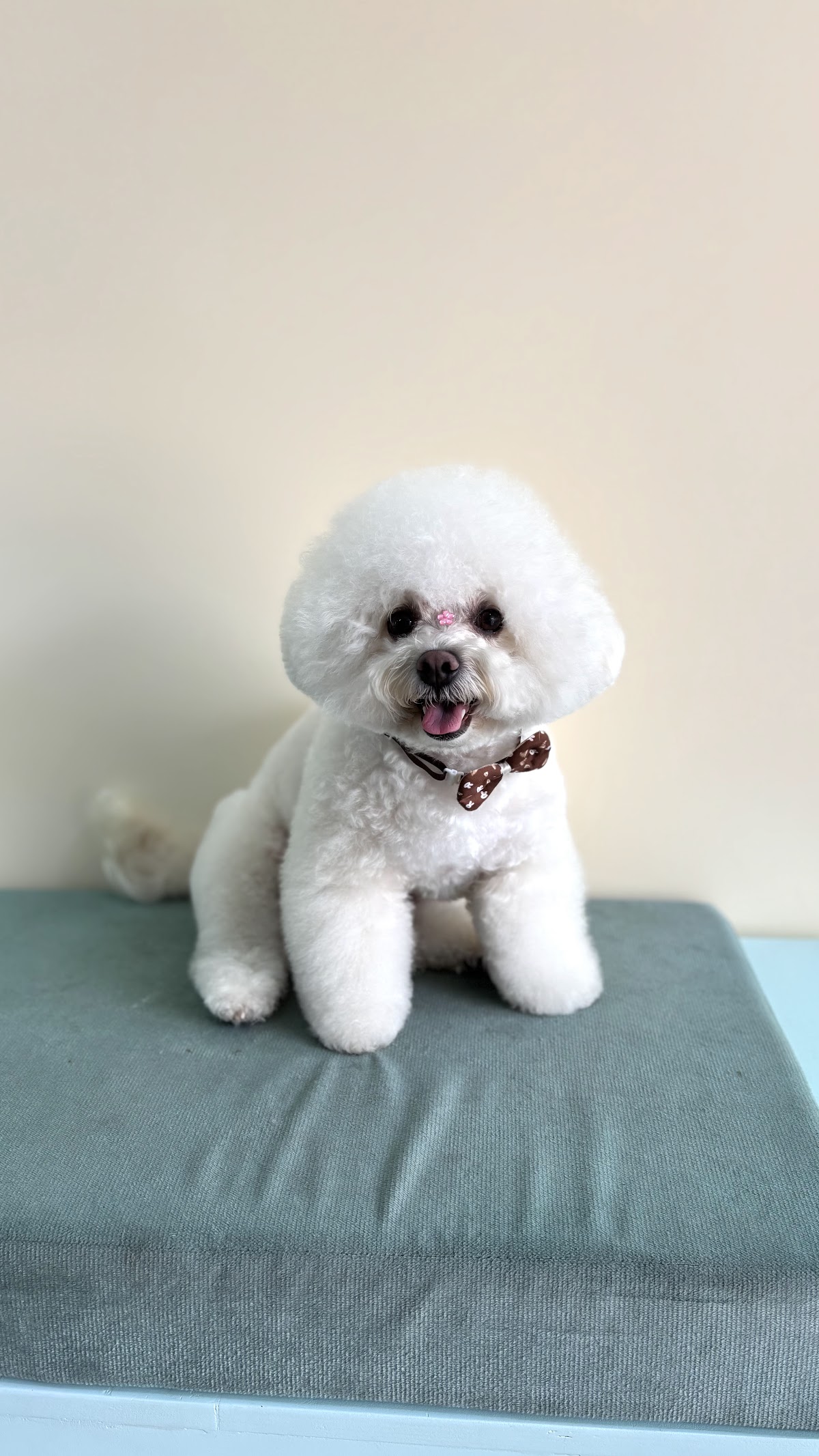 King Pet Spa