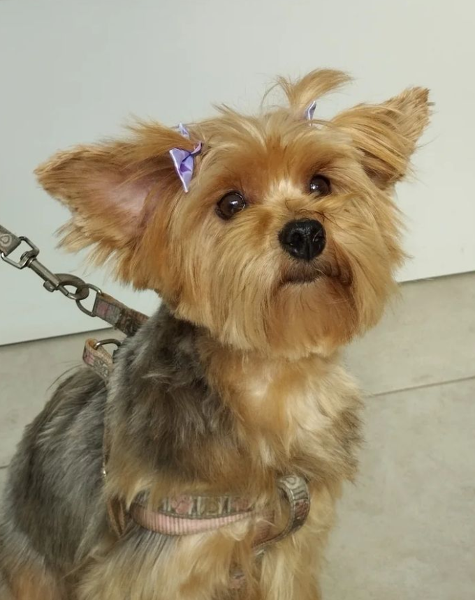 Pet wash lima