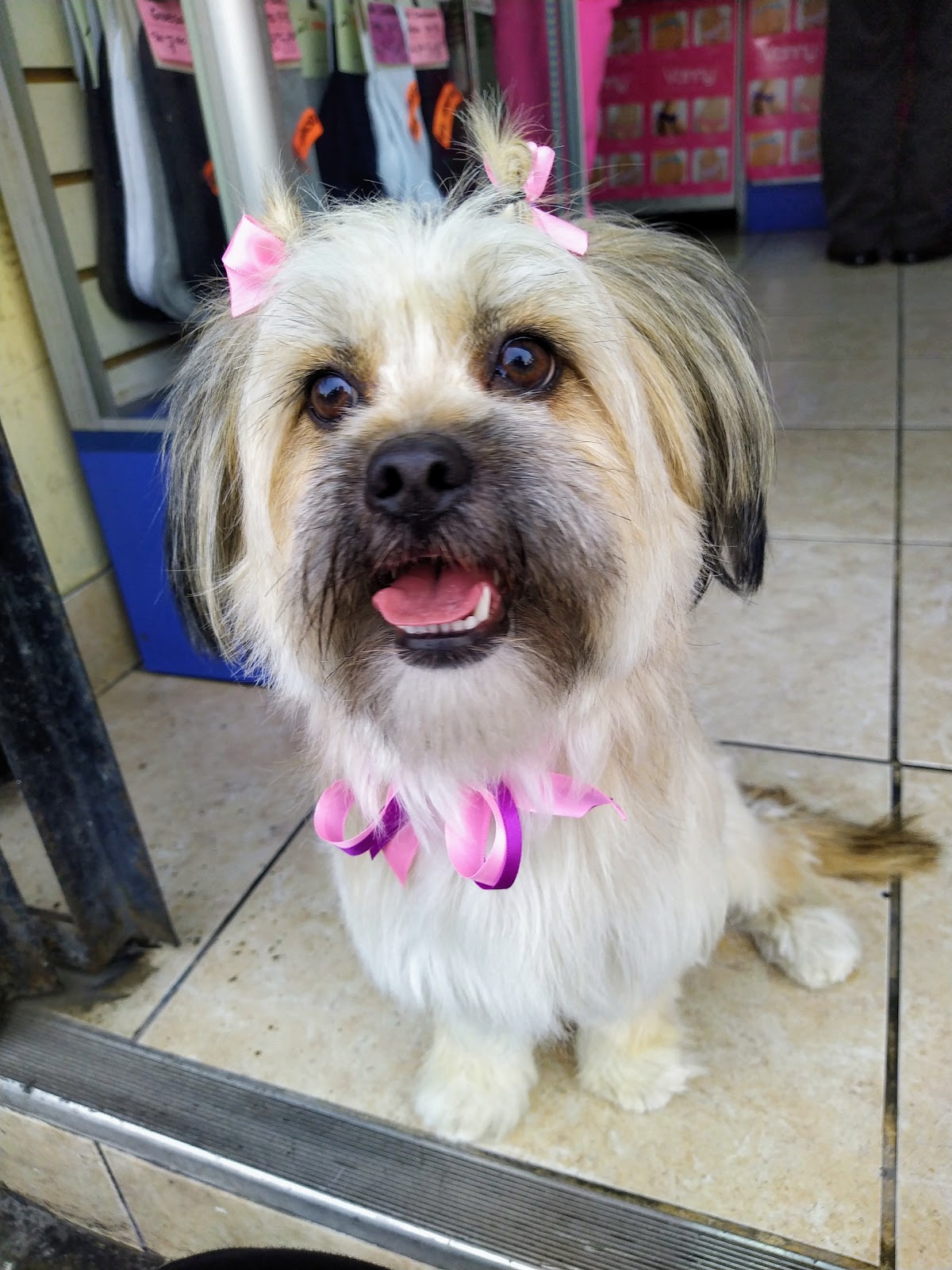 Pet Shop Dogs Lovers