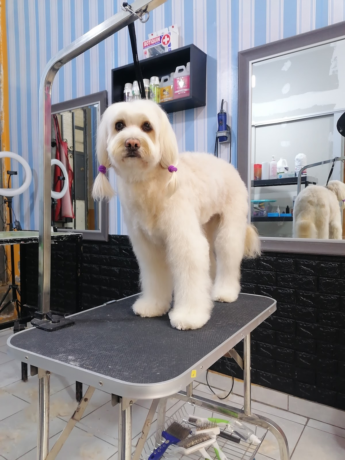 Peluqueria canina El encantador d' Pelos