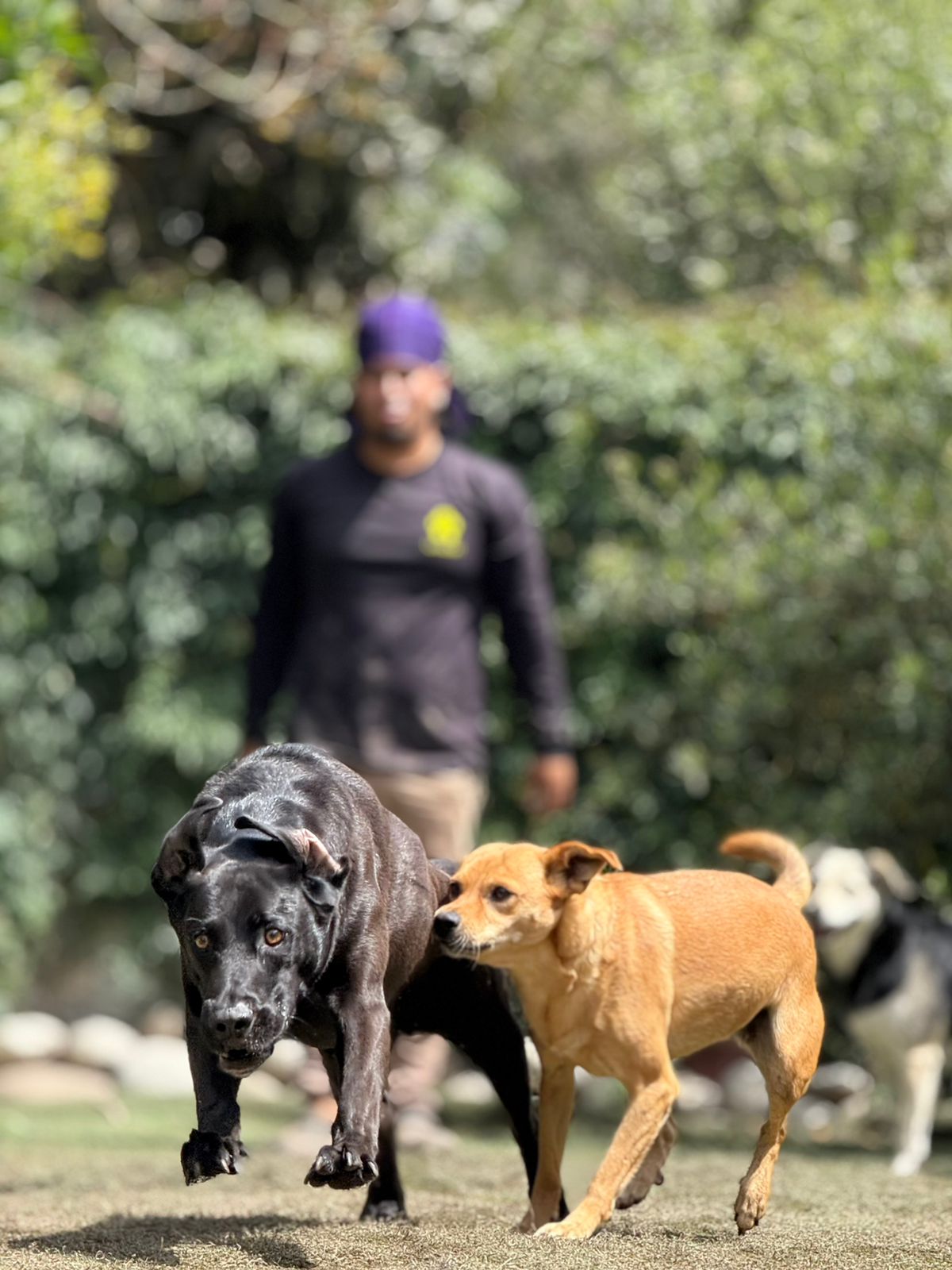 LitosPet - Hospedaje Canino