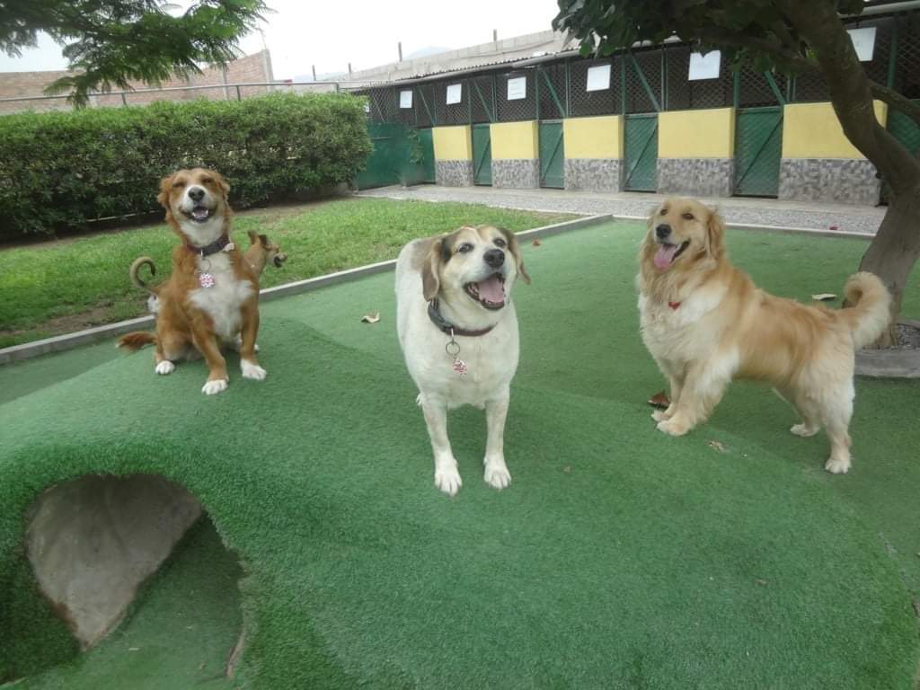 Valle de las Colitas Hospedaje de mascotas