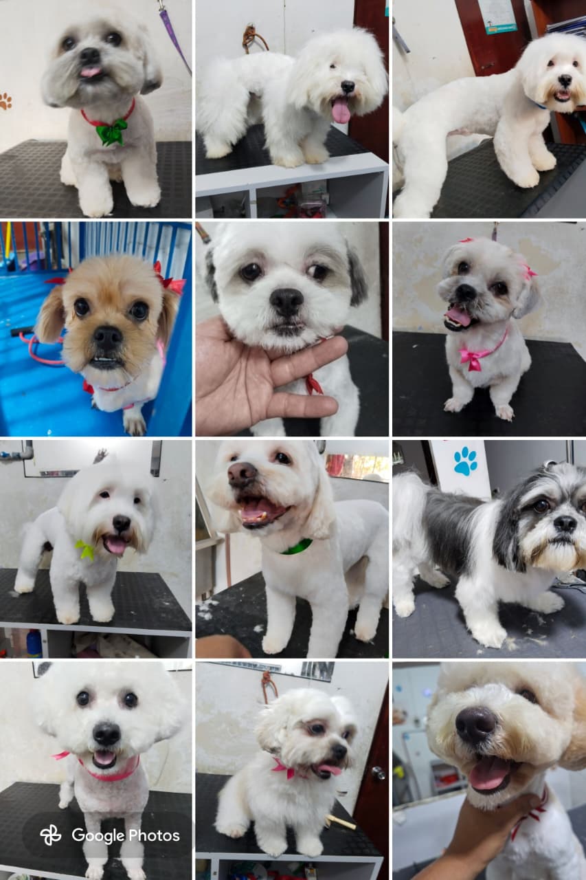 King Pets La Familia (peluqueria y spa)