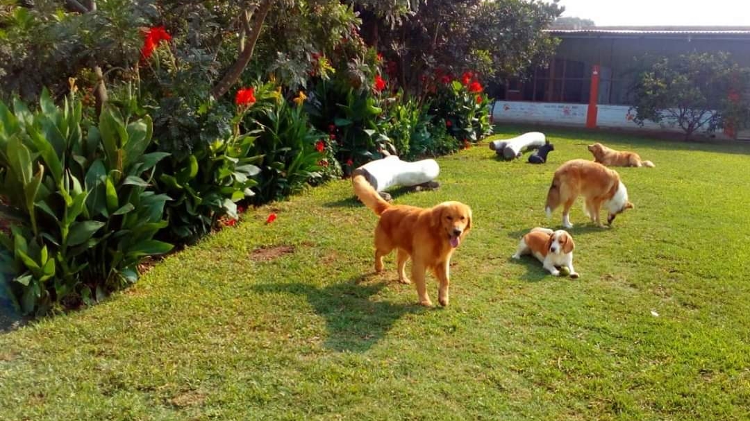 Hospedaje para Mascotas - La CASA de LUCAS
