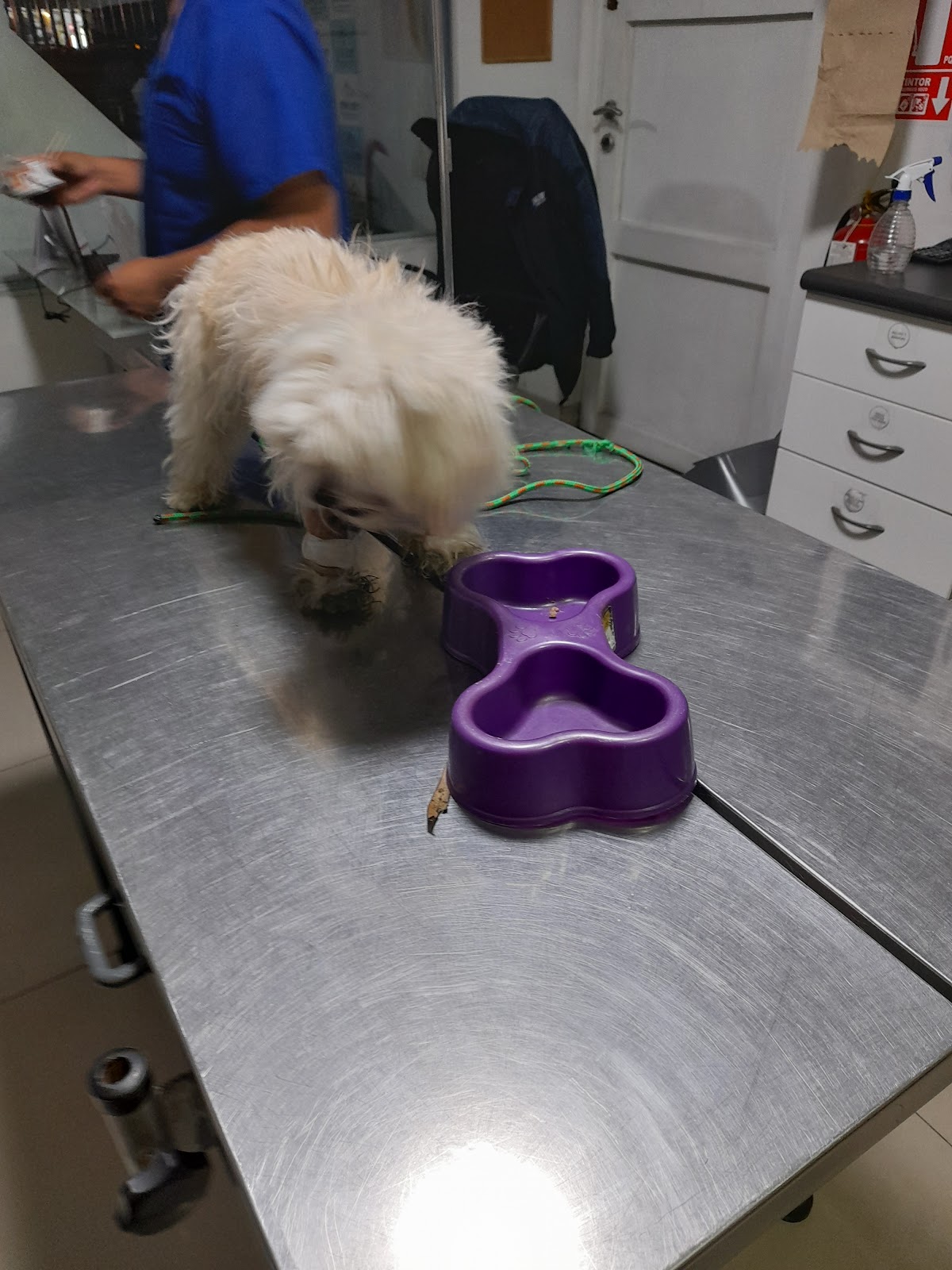 Clinica Veterinaria DogCat