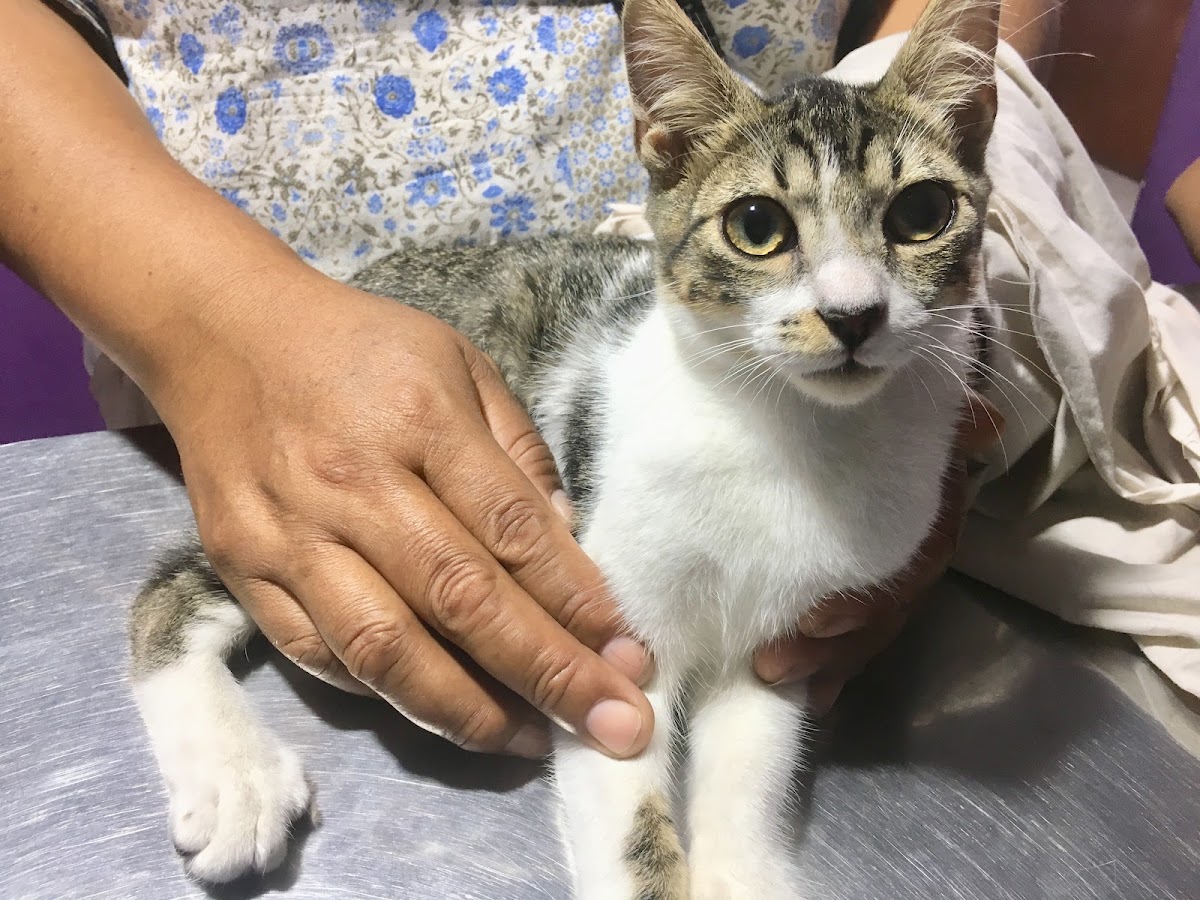 Clínica Veterinaria Esperanza Sede Principal