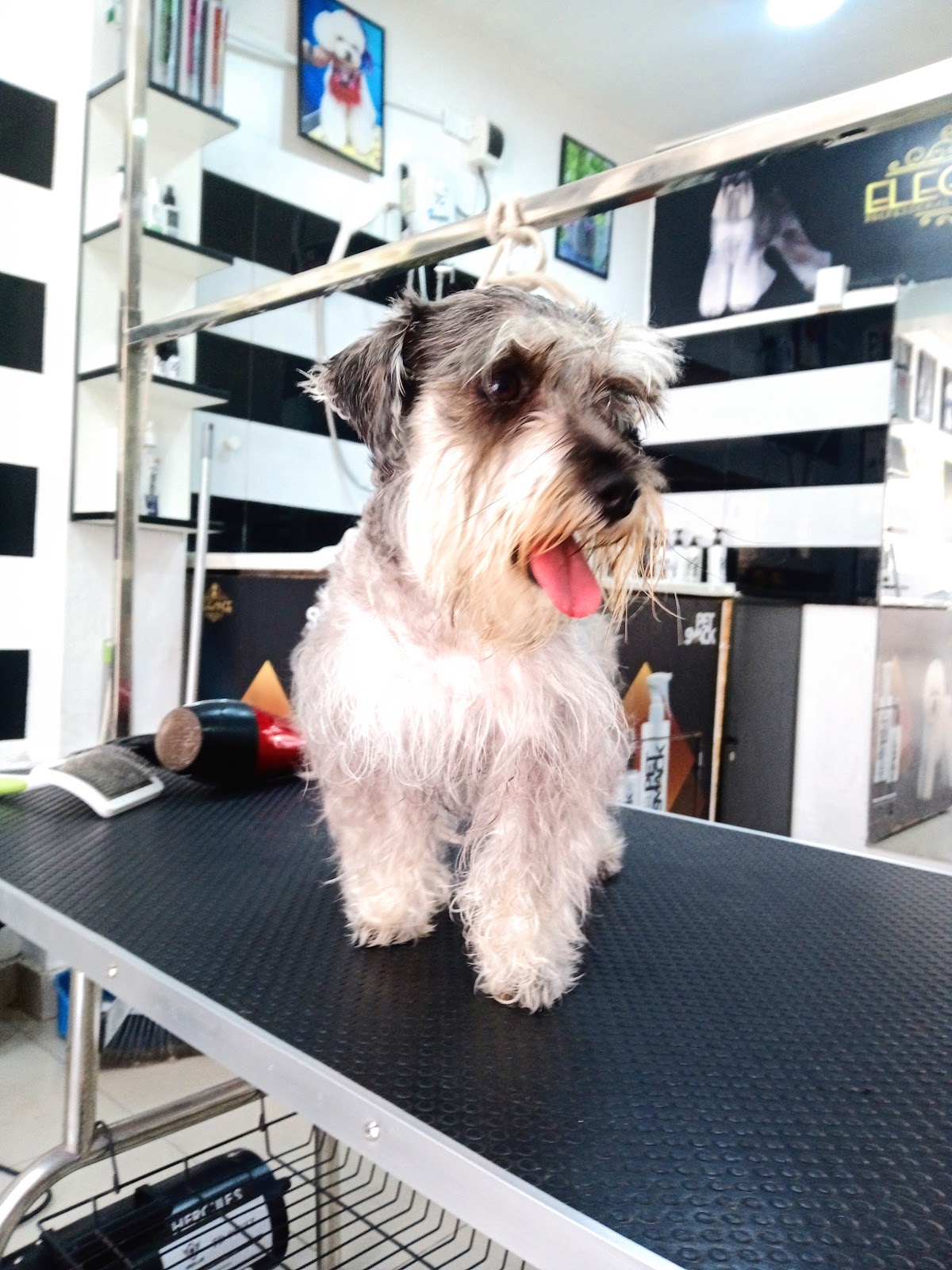 Elegance - Grooming & Petshop