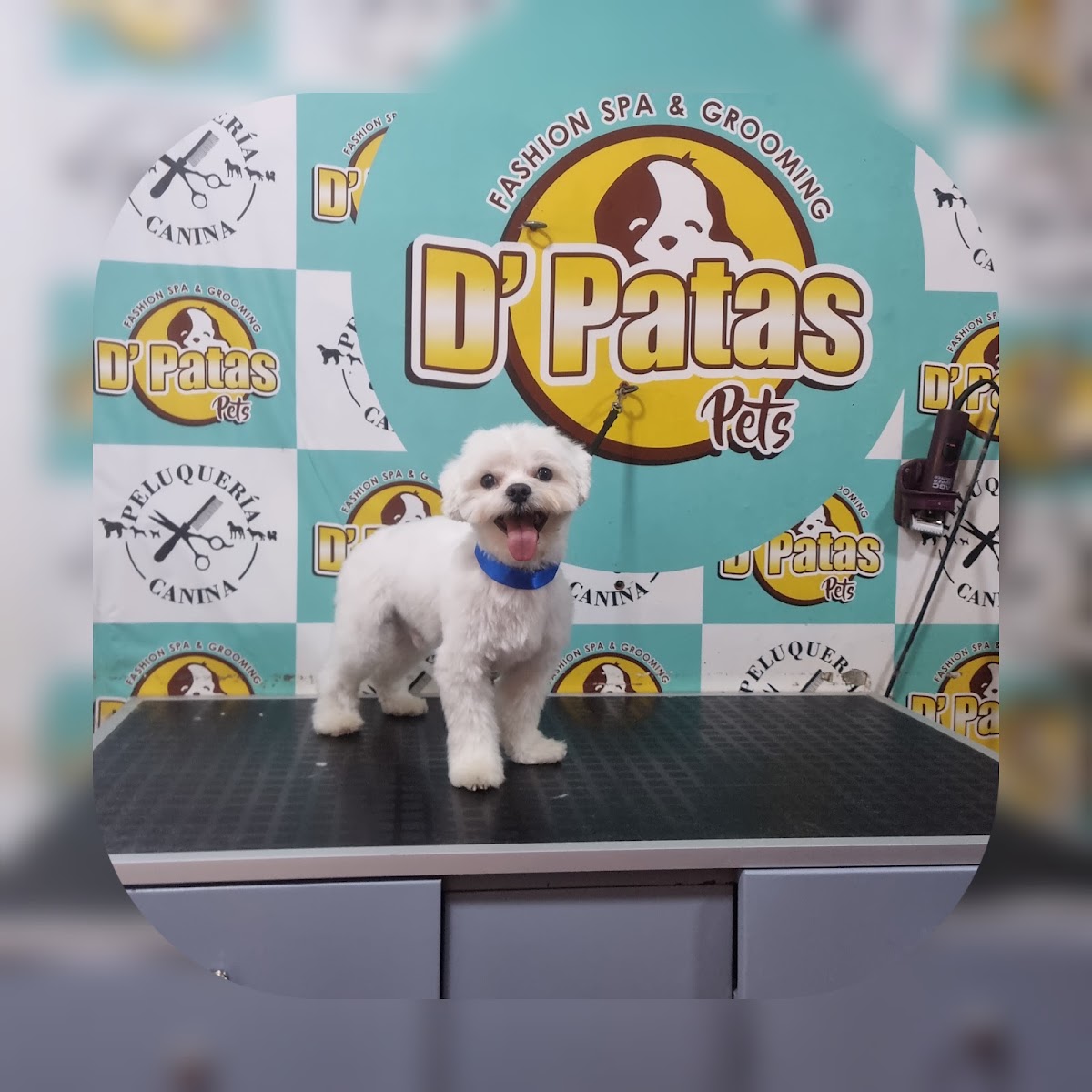 D'Patas Pets