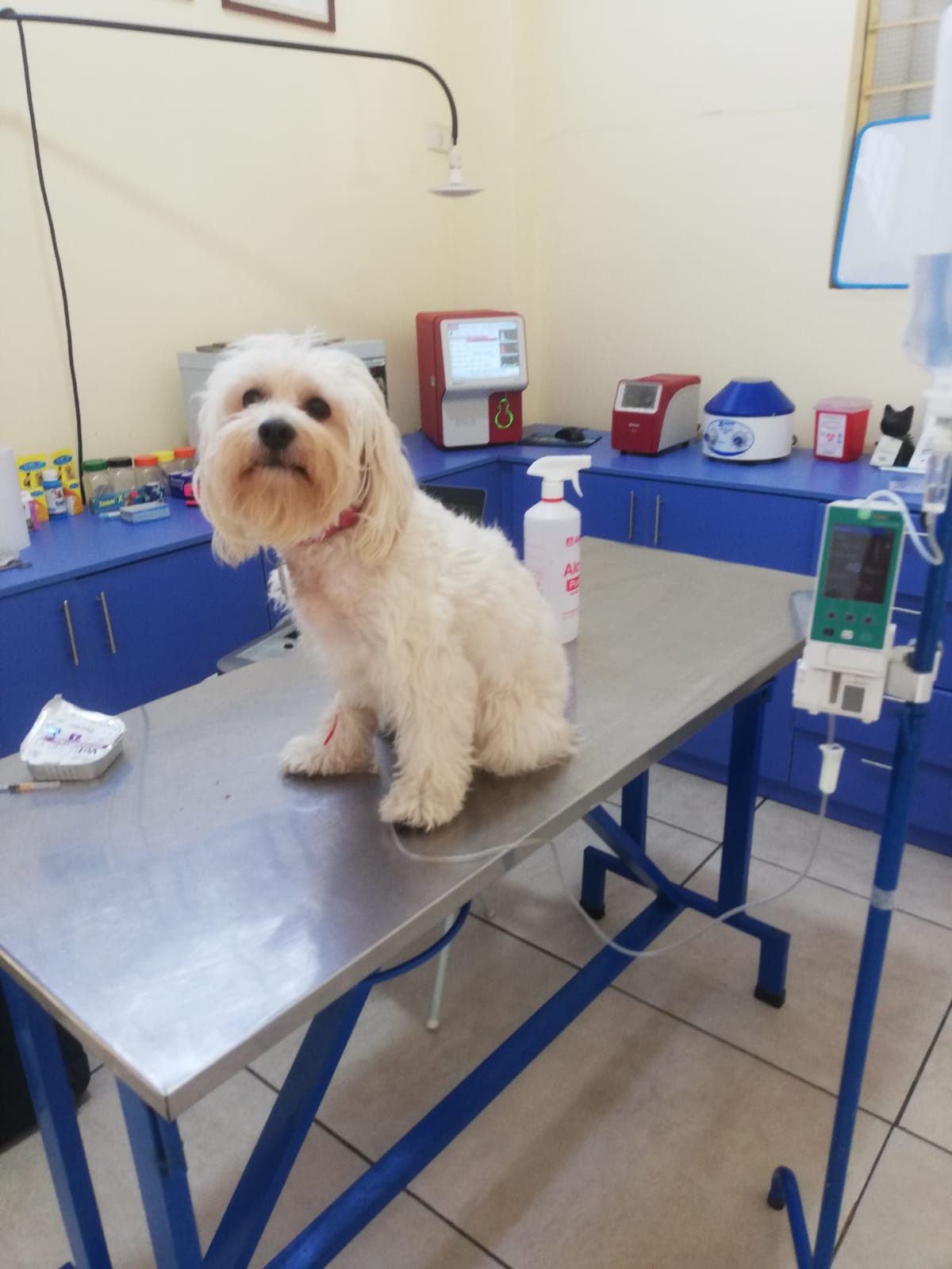VETERINARIA XIMAR