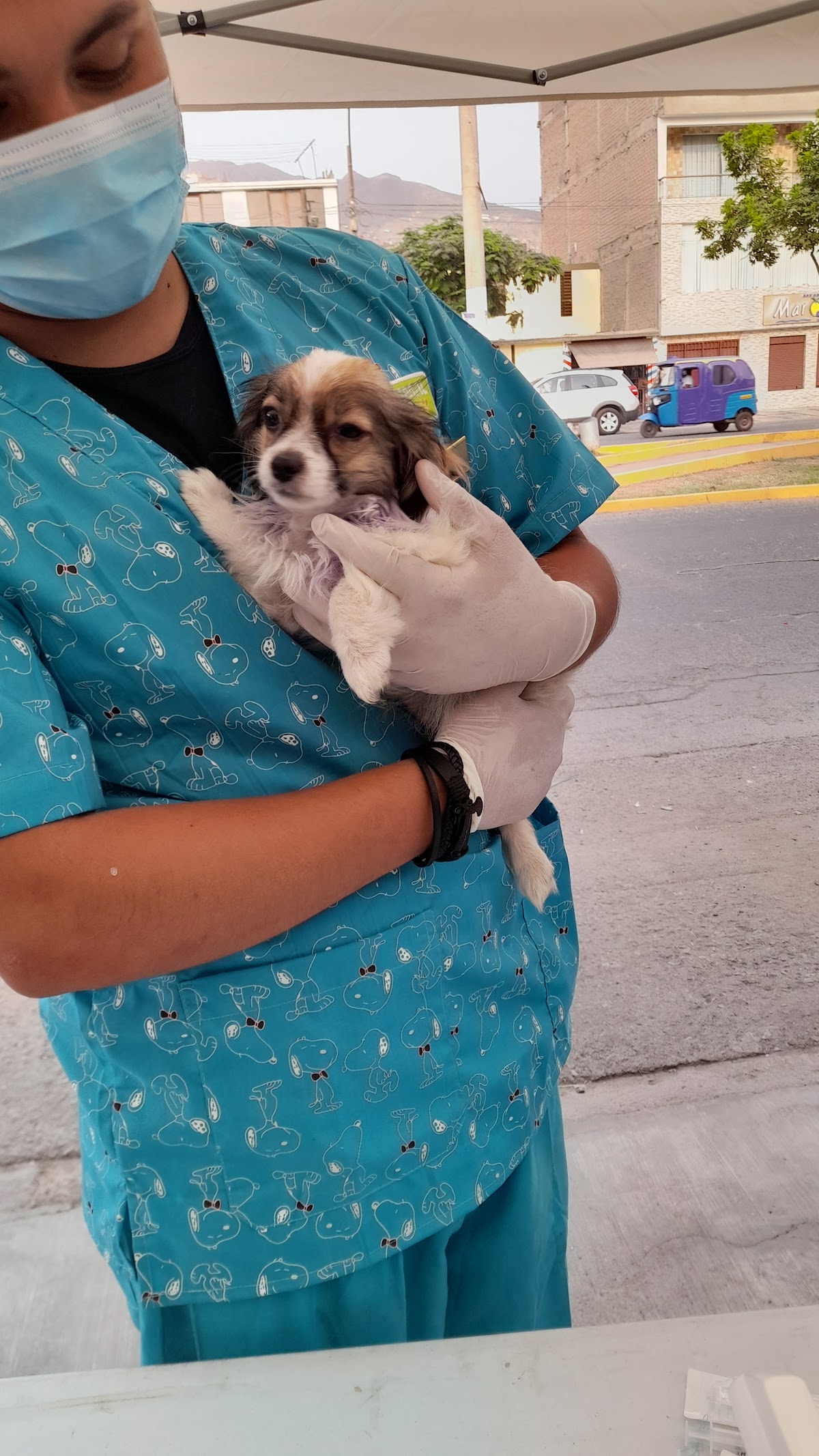CENTRO VETERINARIO ANIMAL LIFE