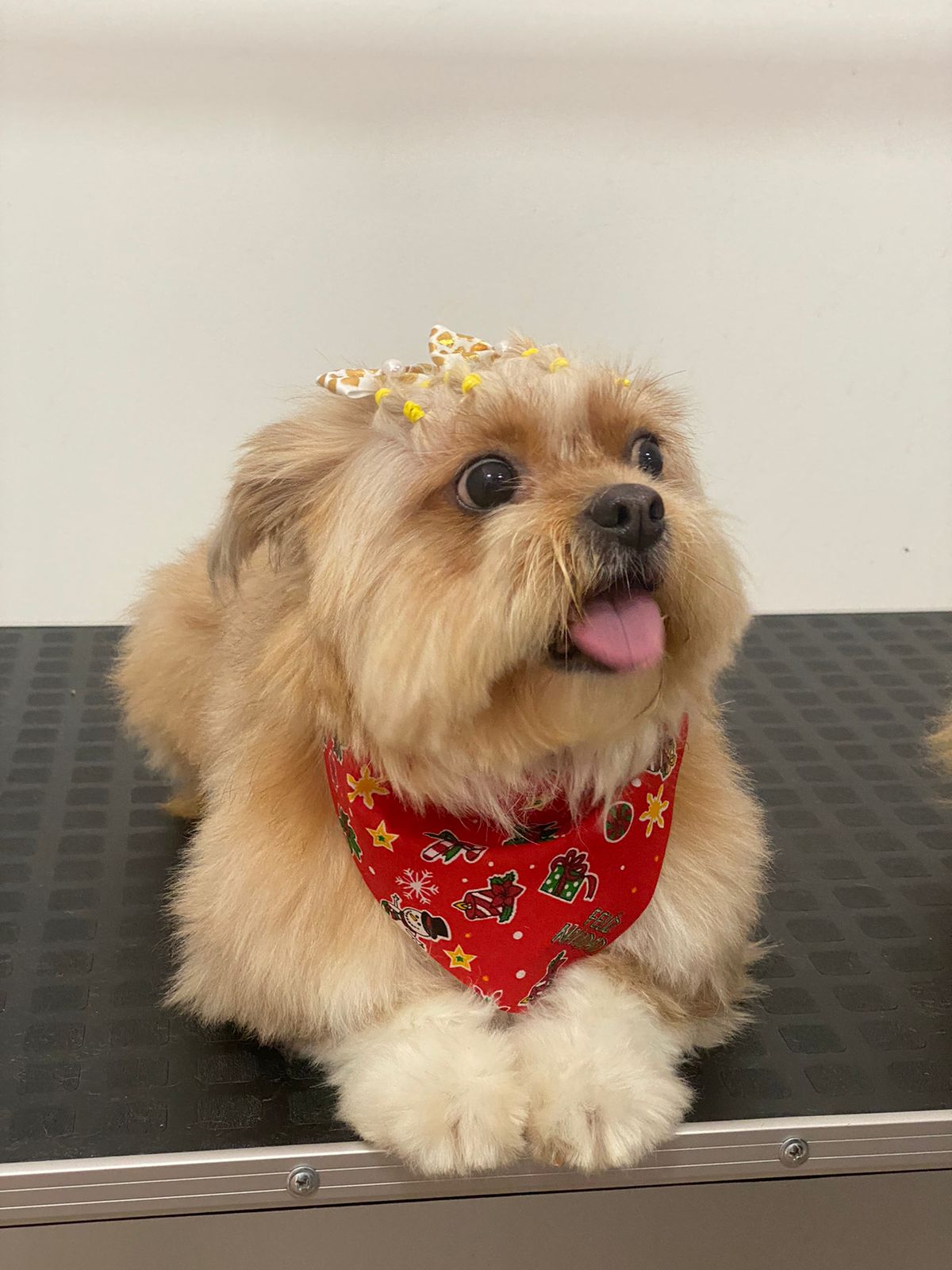 Spa Mi perrito FiuFiu