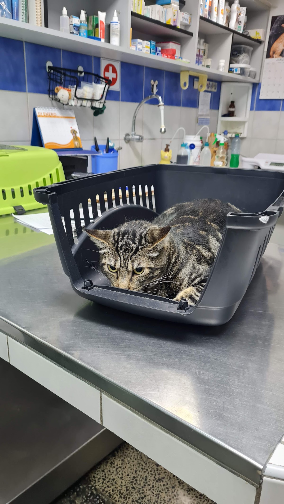 Consultorio Veterinario Rubio