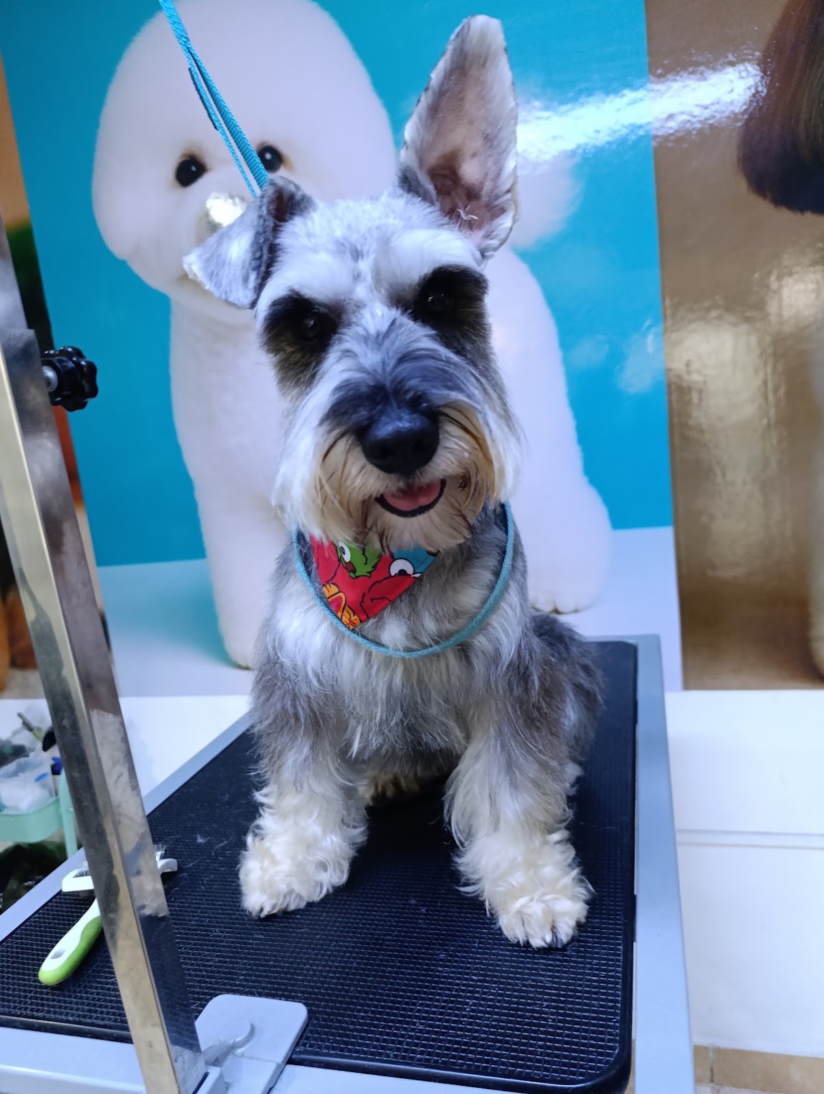 WAPOOS - Estetica Canina & PetShop