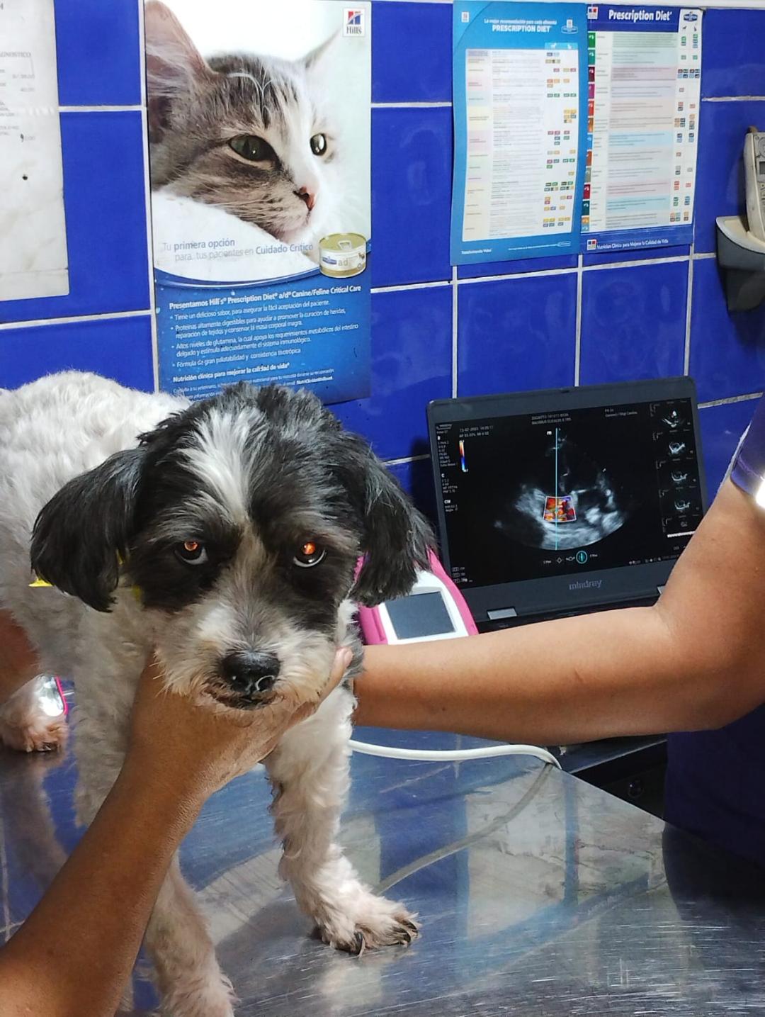 Clínica Veterinaria Santa Anita