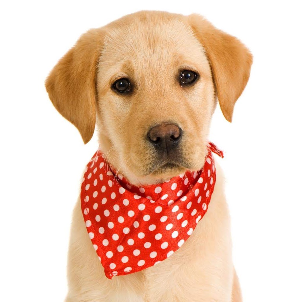 VIPets Pet Grooming Spa