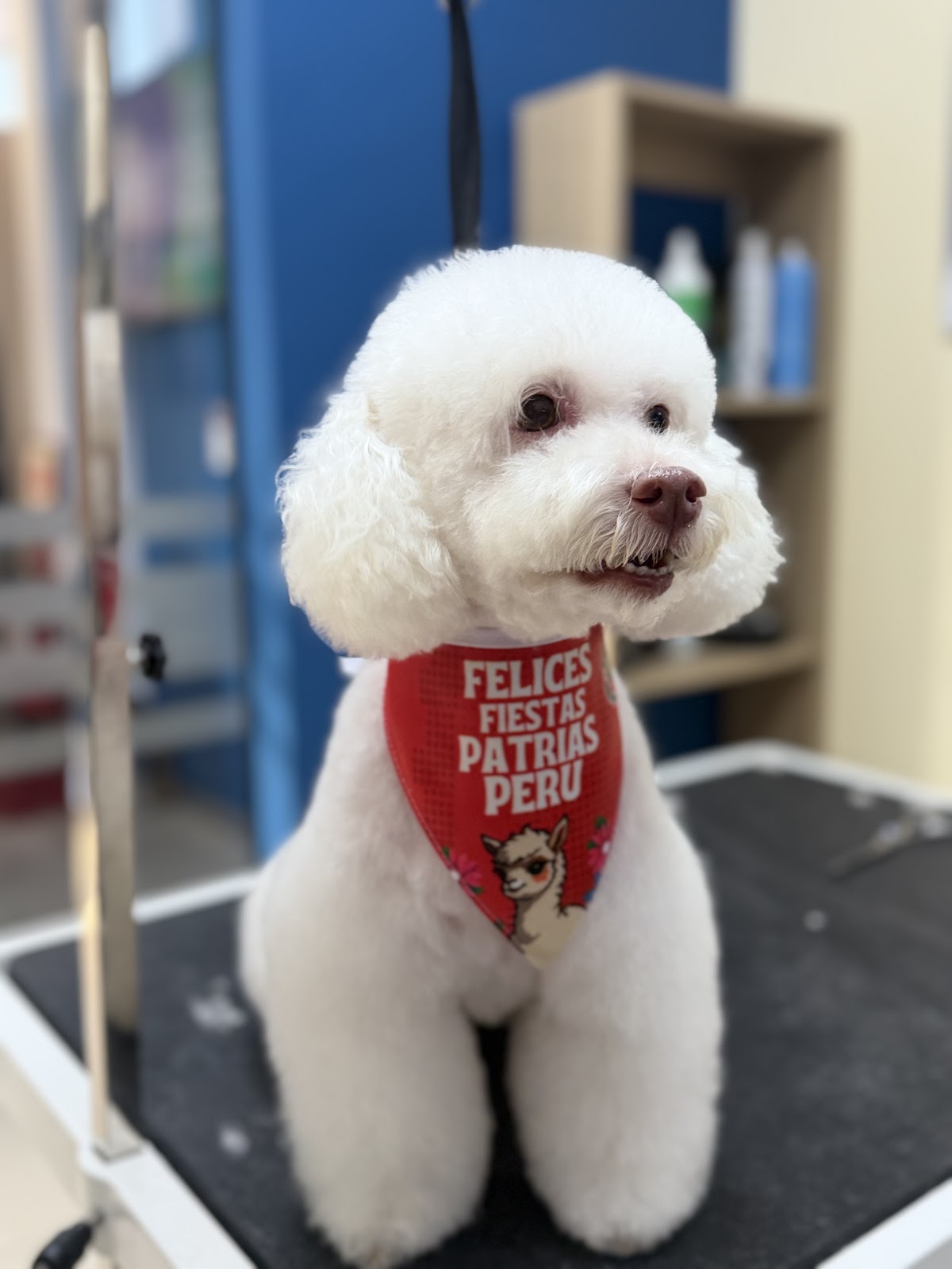 Nova Pet Spa - San Miguel