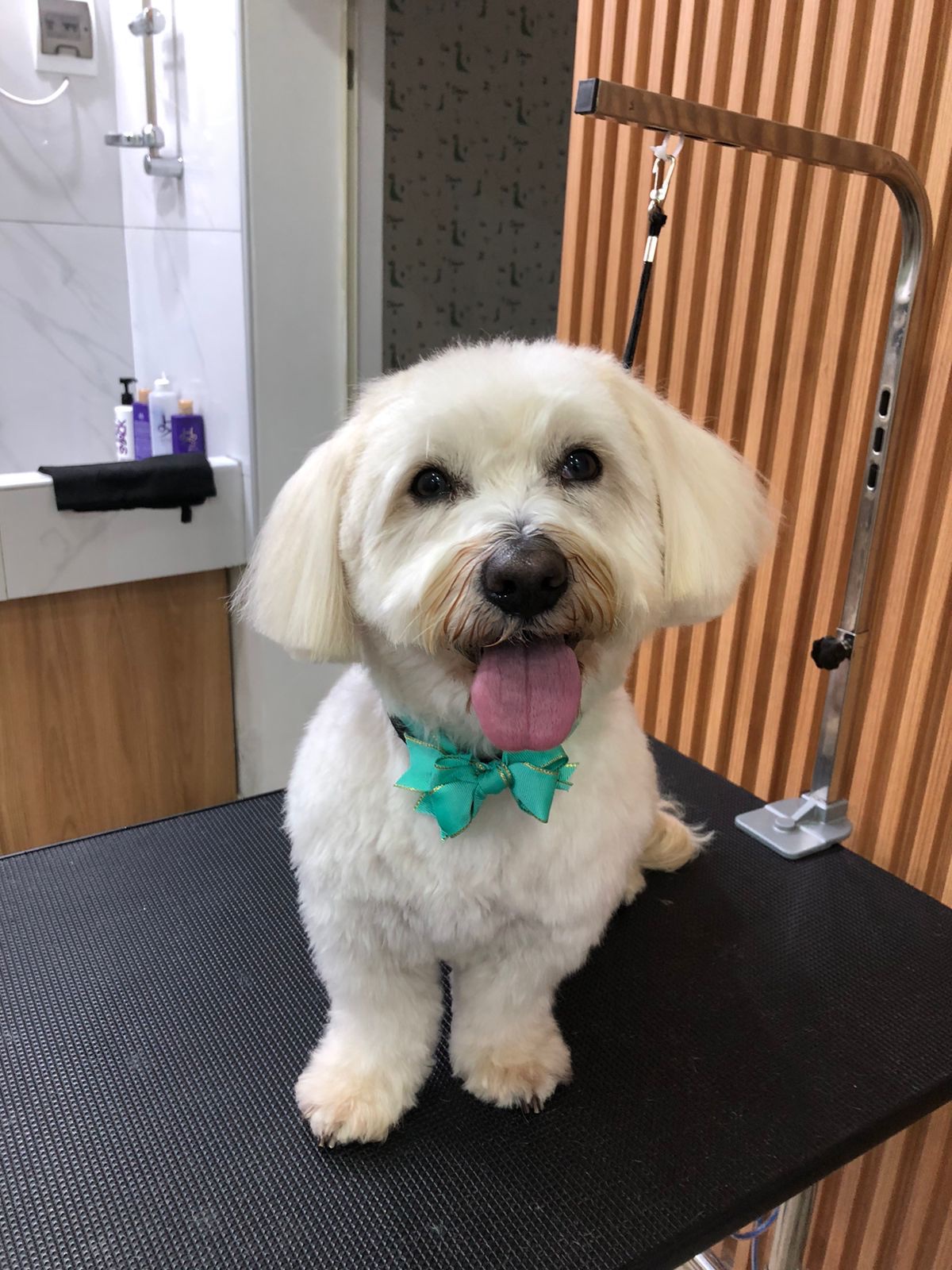 ALLQU Pet Spa & Boutique