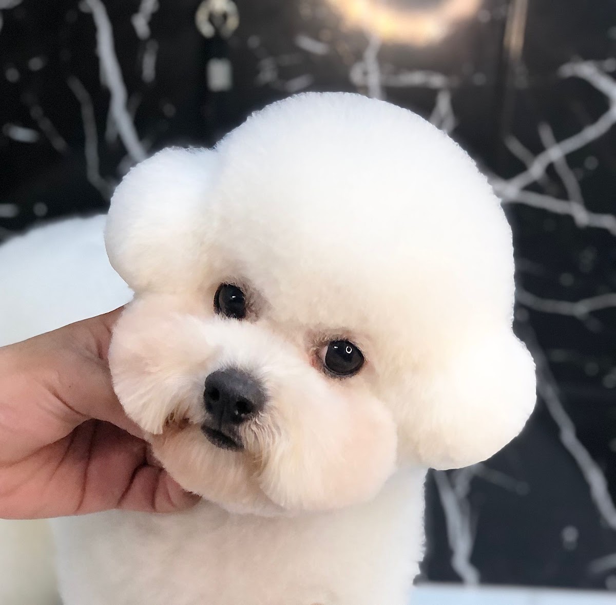 Dogku