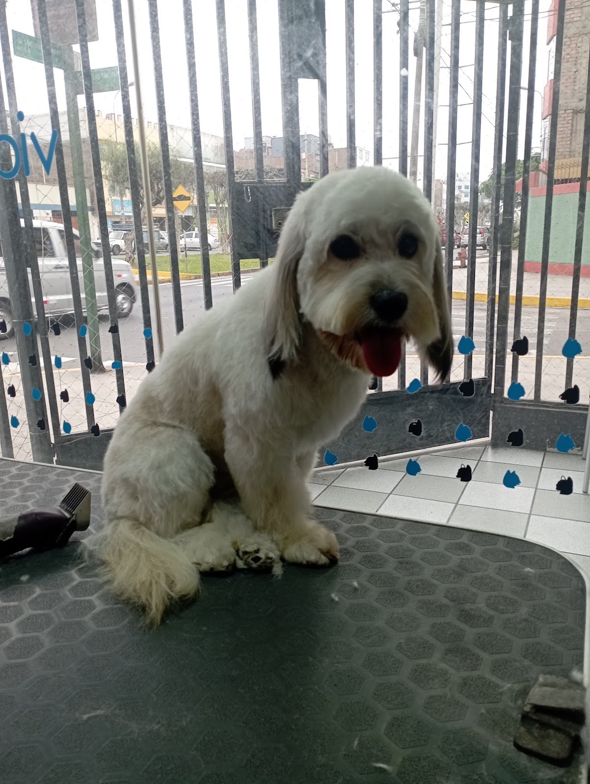 Clinica Veterinaria Vida Animal