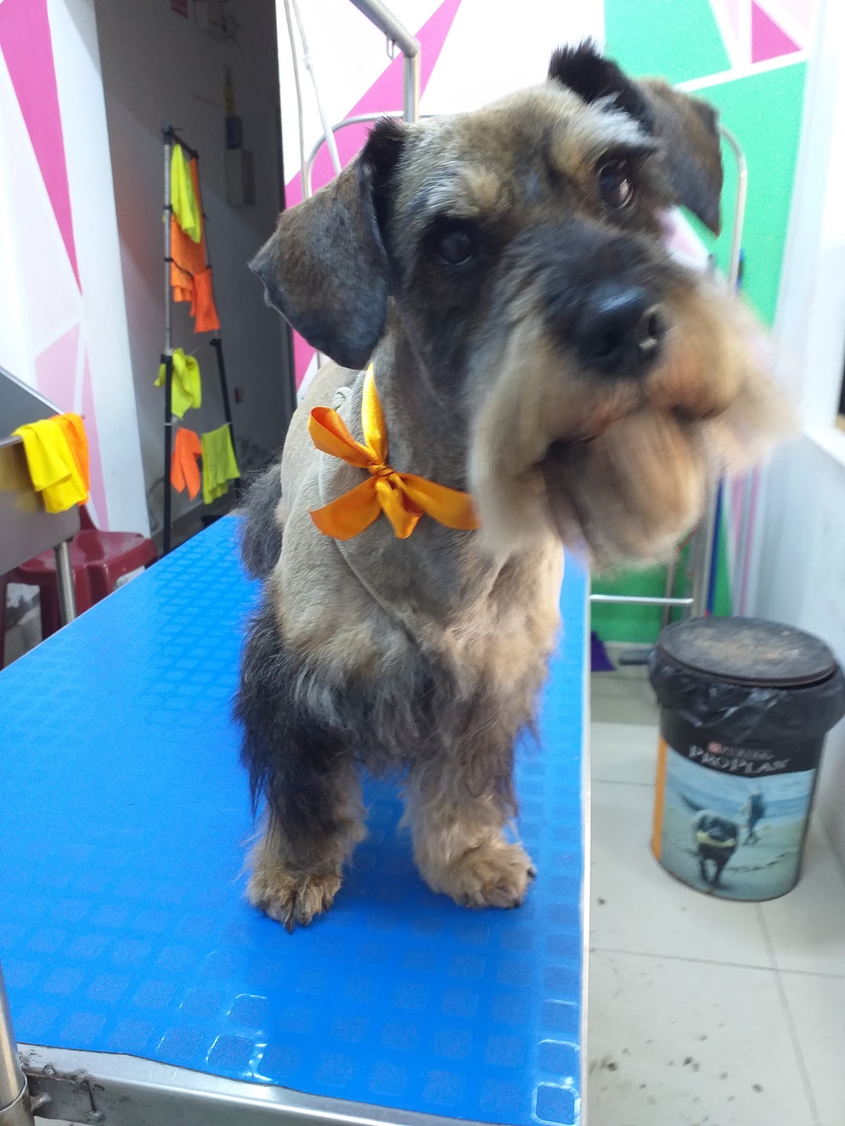 Canela Pet Grooming & Pet Shop